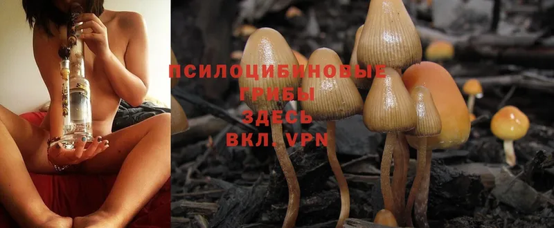 МЕГА ссылка  Порхов  Галлюциногенные грибы Psilocybine cubensis 